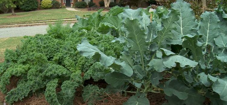 What are the Benefits of Edible Landscaping 