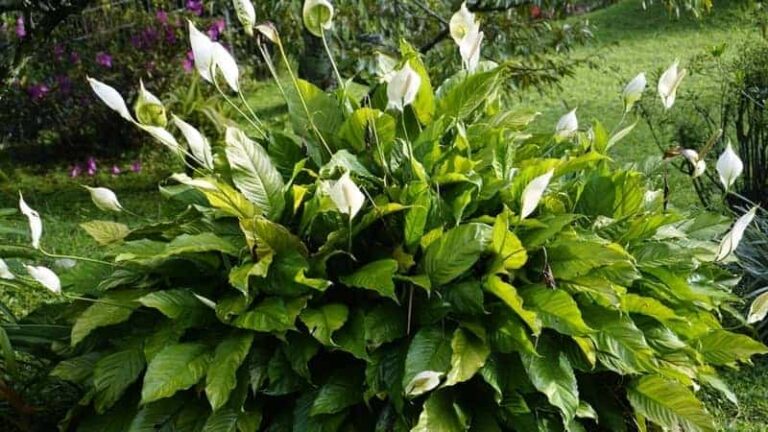 Can a Peace Lily Be Planted Outdoors