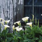 Can Calla Lilies Be Planted Outdoors