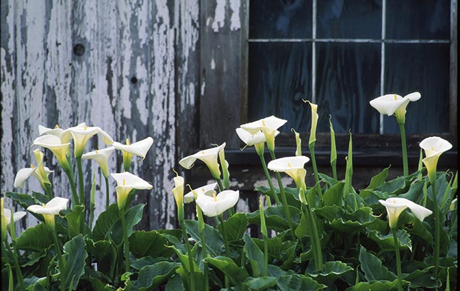 Can Calla Lilies Be Planted Outdoors