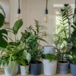 Can Outdoor Compost Be Used for Indoor Plants