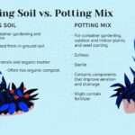 Can Outdoor Potting Soil Be Used for Indoor Plants