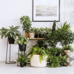 Can You Bring Outdoor Plants Inside for the Winter