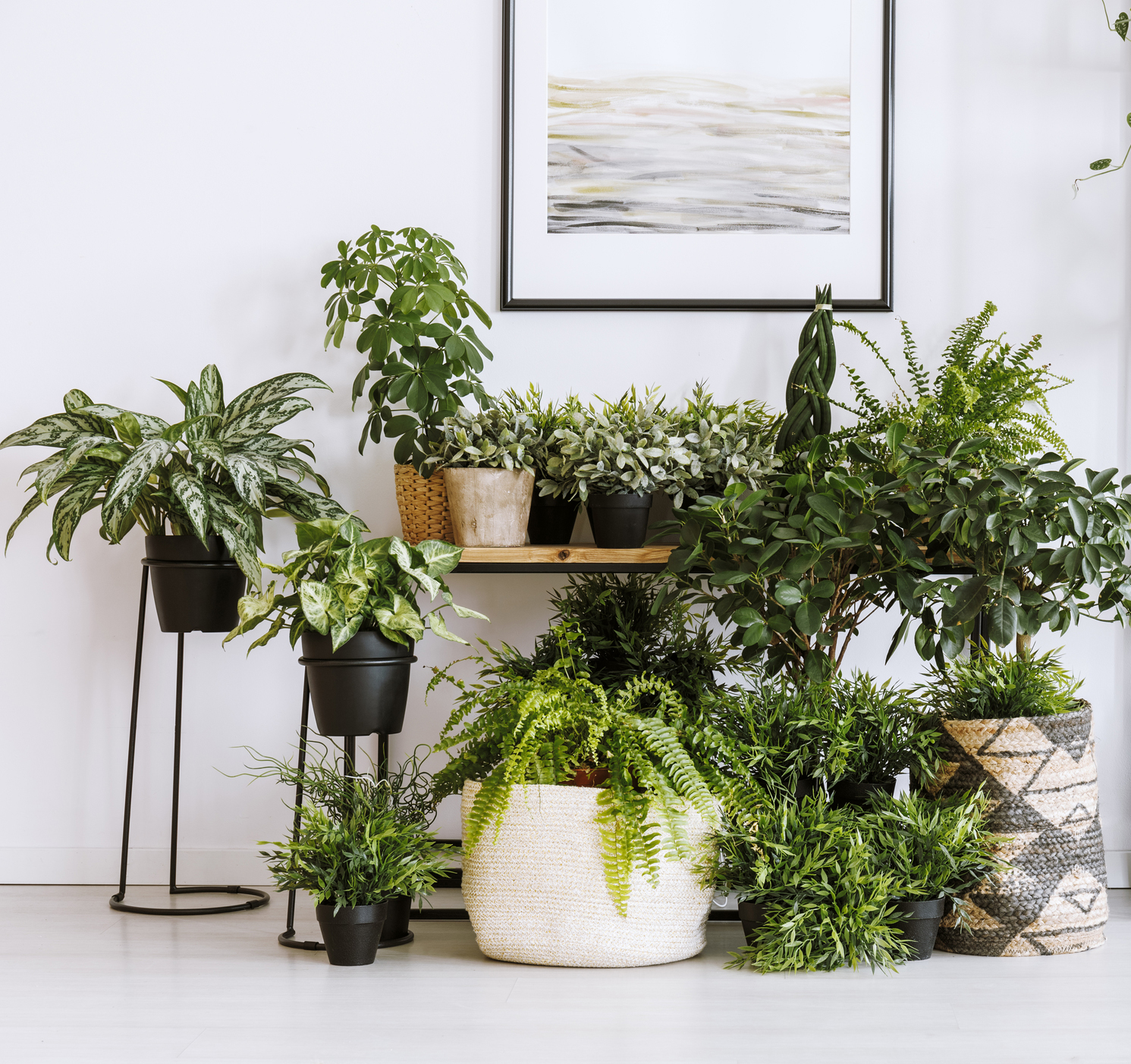 Can You Bring Outdoor Plants Inside for the Winter