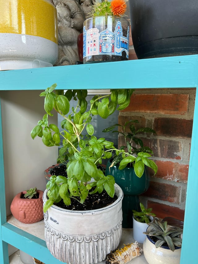 Can You Leave Outdoor Plants in Plastic Pots