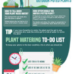 Do Outdoor Plants Need to Be Watered Everyday