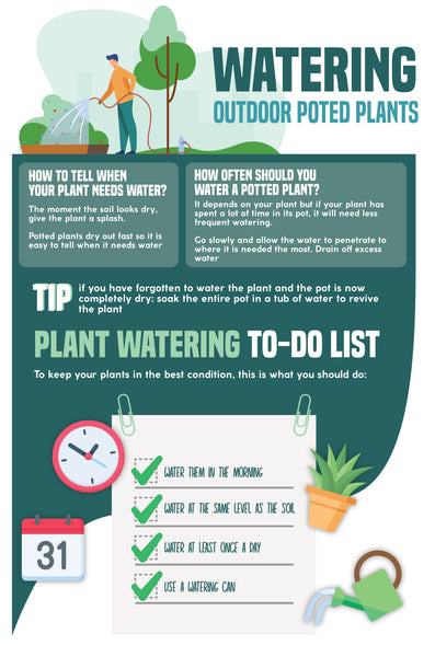 Do Outdoor Plants Need to Be Watered Everyday