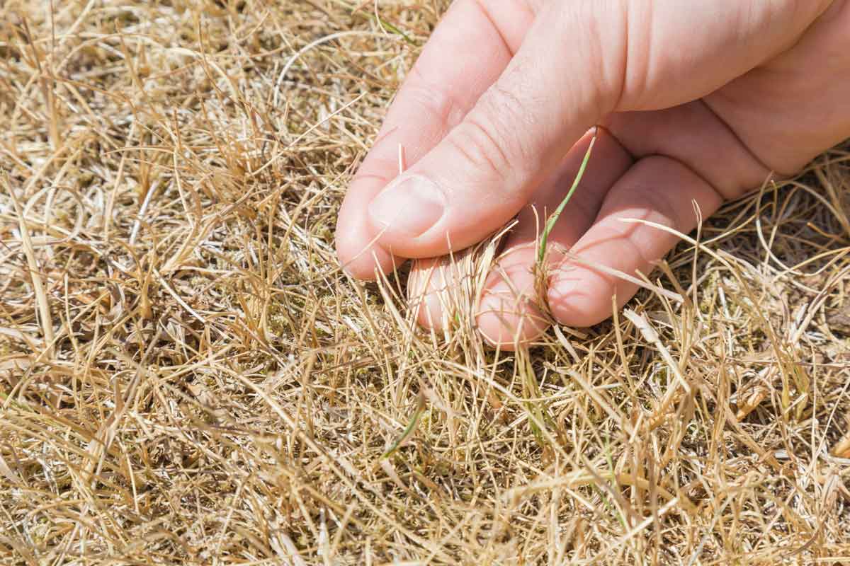 How Do You Know If Grass is Dead Or Dormant