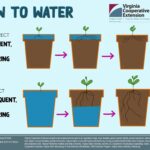 How Often Should You Water Outdoor Plants in Hot Weather