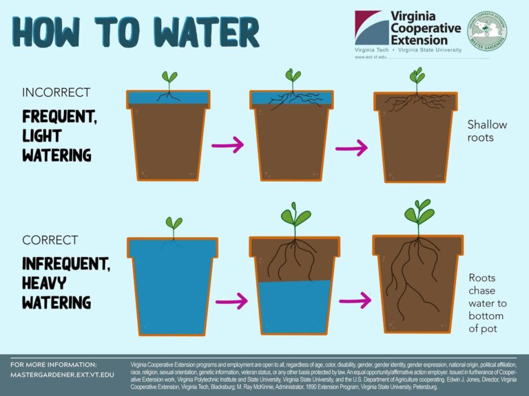 How Often Should You Water Outdoor Plants in Hot Weather