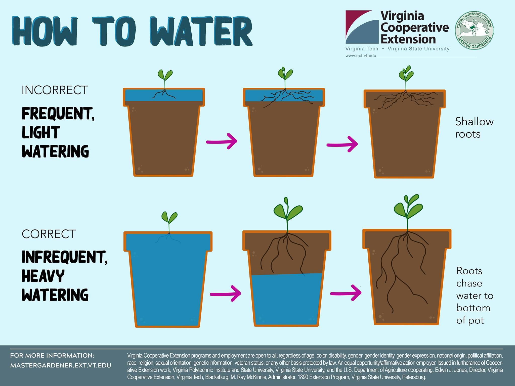 How Often Should You Water Outdoor Plants in Hot Weather