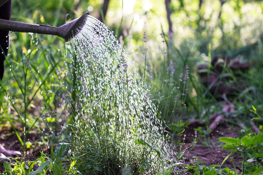 How Often Should You Water Outdoor Plants in Winter