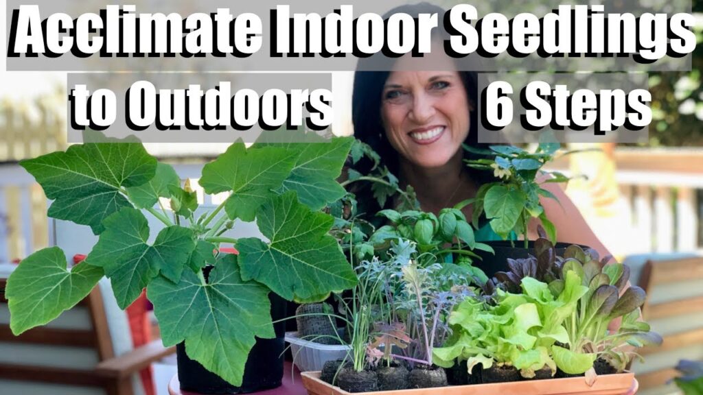 How to Acclimate Plants to Outdoors