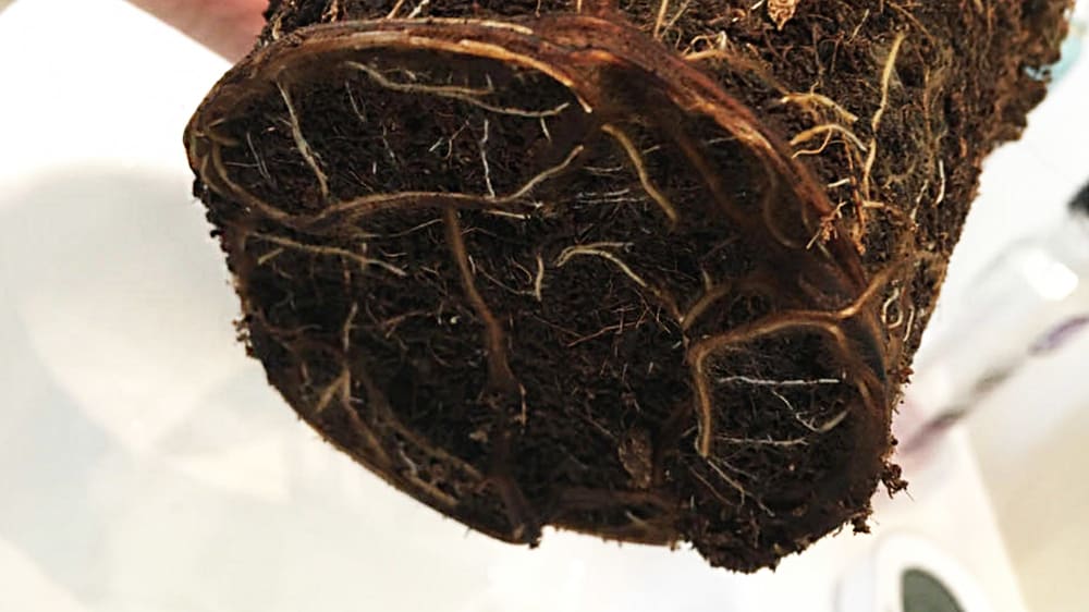 How to Fix Root Rot in Outdoor Plants Naturally