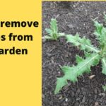 How To Get Rid Of Prickly Weeds