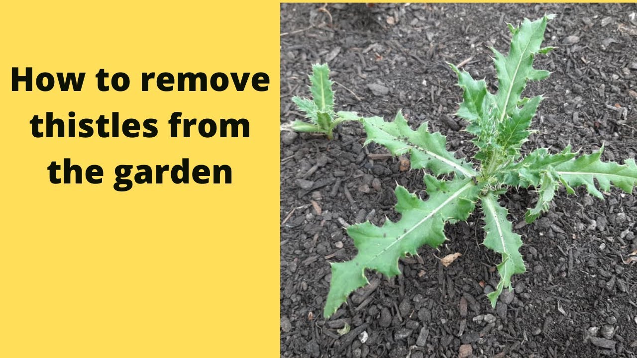 How To Get Rid Of Prickly Weeds: Proven Tips and Tricks - Farm City State