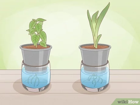 How to Keep Outdoor Plants Watered While on Vacation