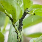 How to Stop Bugs from Eating Outdoor Plants