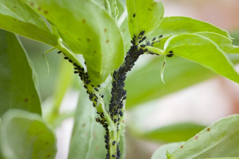 How to Stop Bugs from Eating Outdoor Plants