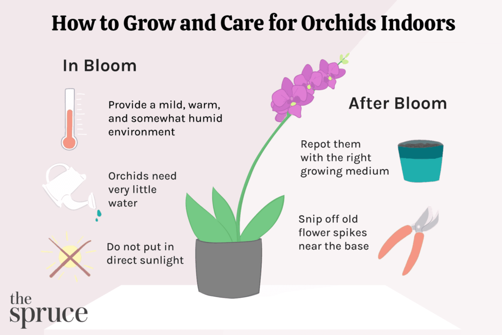 How to Take Care of an Orchid Plant Outdoors