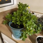 How to Tell If a Plant is Indoor Or Outdoor