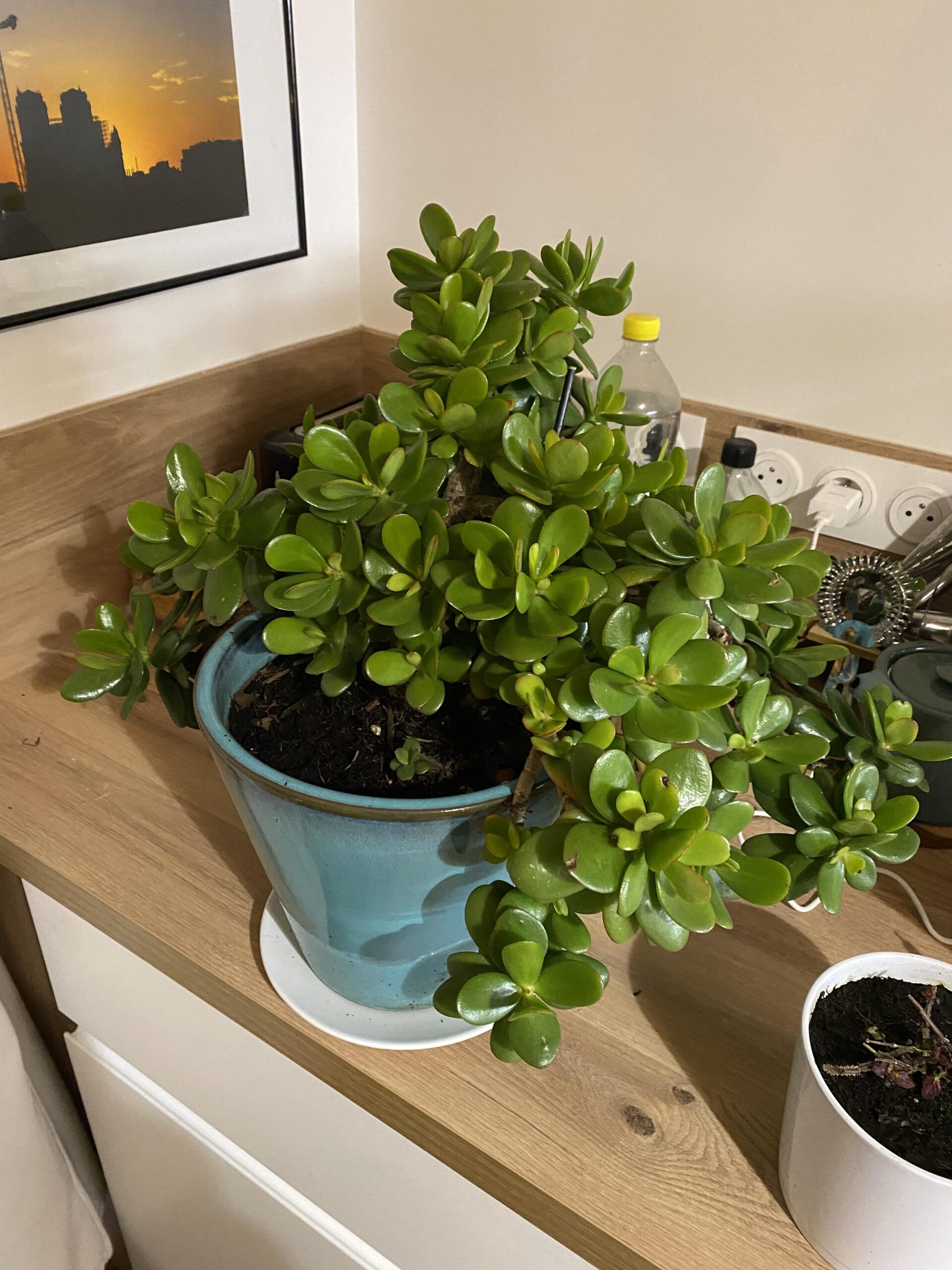 How to Tell If a Plant is Indoor Or Outdoor