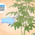 How to Trim Marijuana Plant While Growing Outdoor