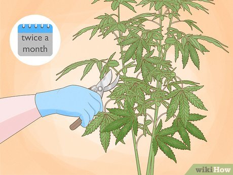 How to Trim Marijuana Plant While Growing Outdoor