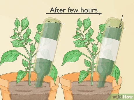 How to Water Outdoor Plants When Away for a Week