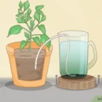 How to Water Outdoor Plants While Away for 2 Weeks