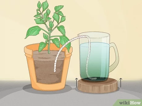 How to Water Outdoor Plants While Away for 2 Weeks