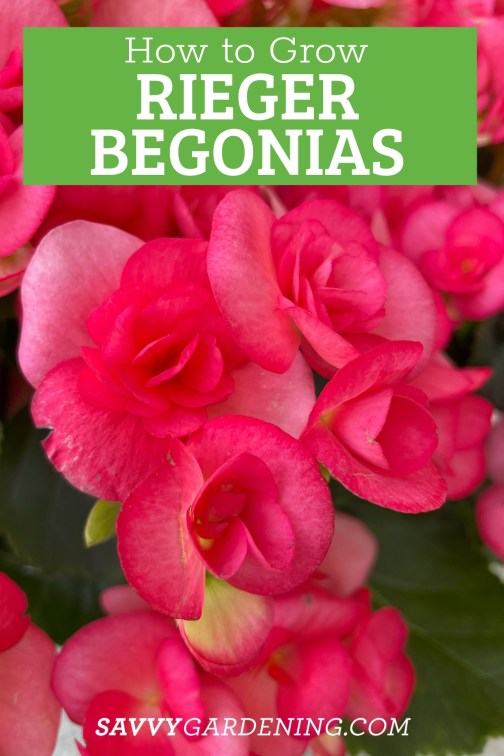 Is Rieger Begonia an Indoor Or Outdoor Plant