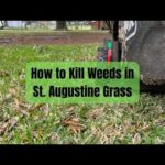 Kill Weeds St Augustine Grass