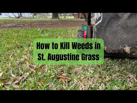 Kill Weeds St Augustine Grass