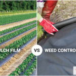 Mulch Vs Weed Fabric for Weed Control