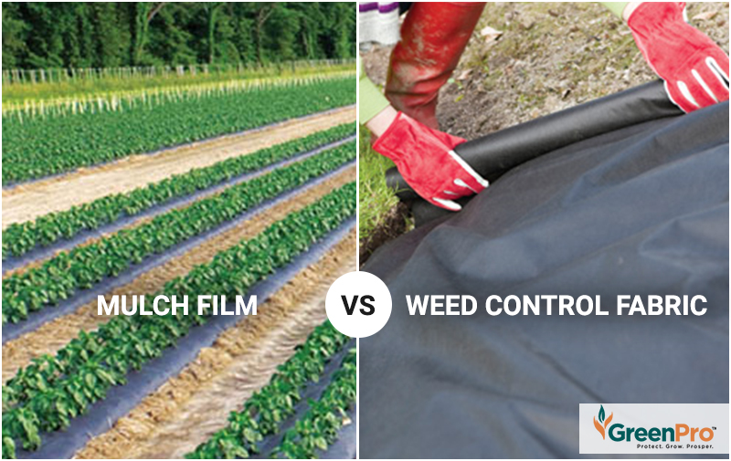 Mulch Vs Weed Fabric for Weed Control