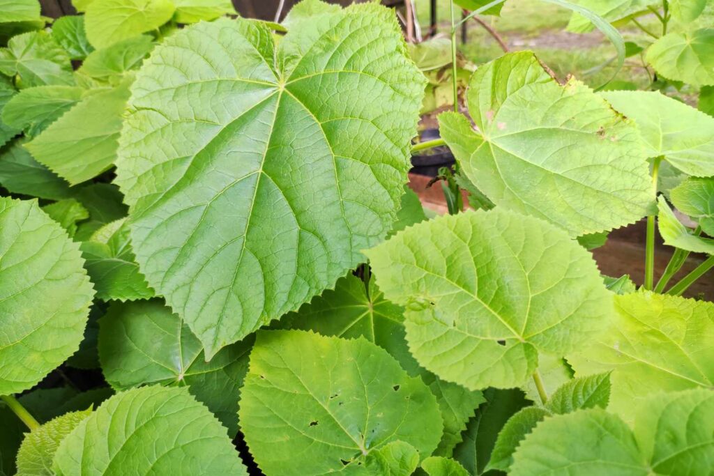 Outdoor Plants With Heart-Shaped Leaves