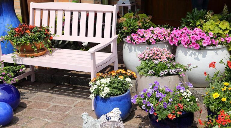 Small Containers Vs Large Containers for Plants