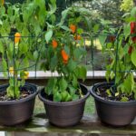 Vegetable Container Gardening for Beginners