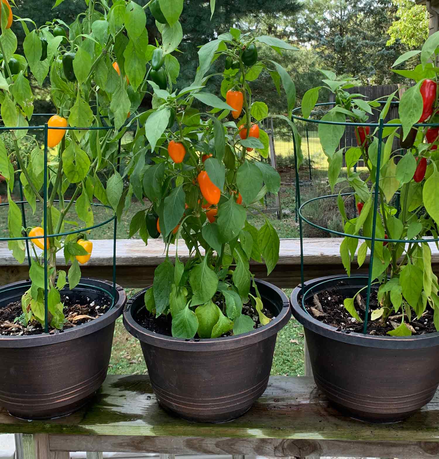 Vegetable Container Gardening for Beginners