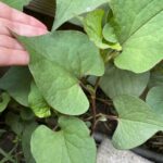 Weeds With Heart Shaped Leaves