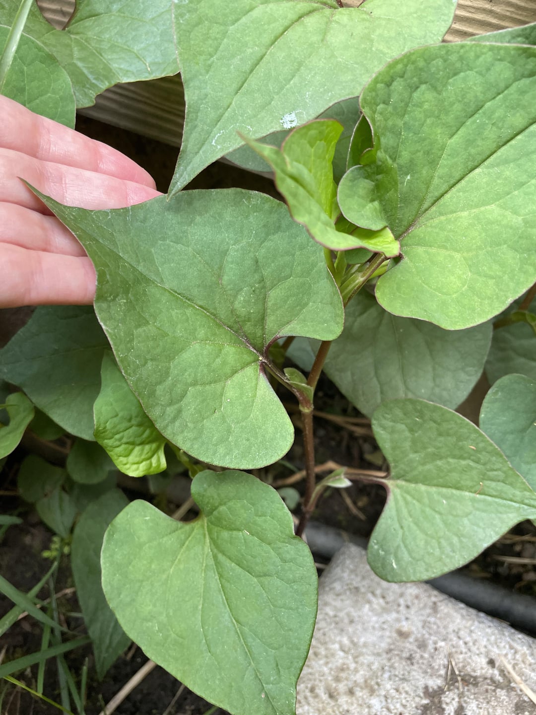 Weeds With Heart Shaped Leaves