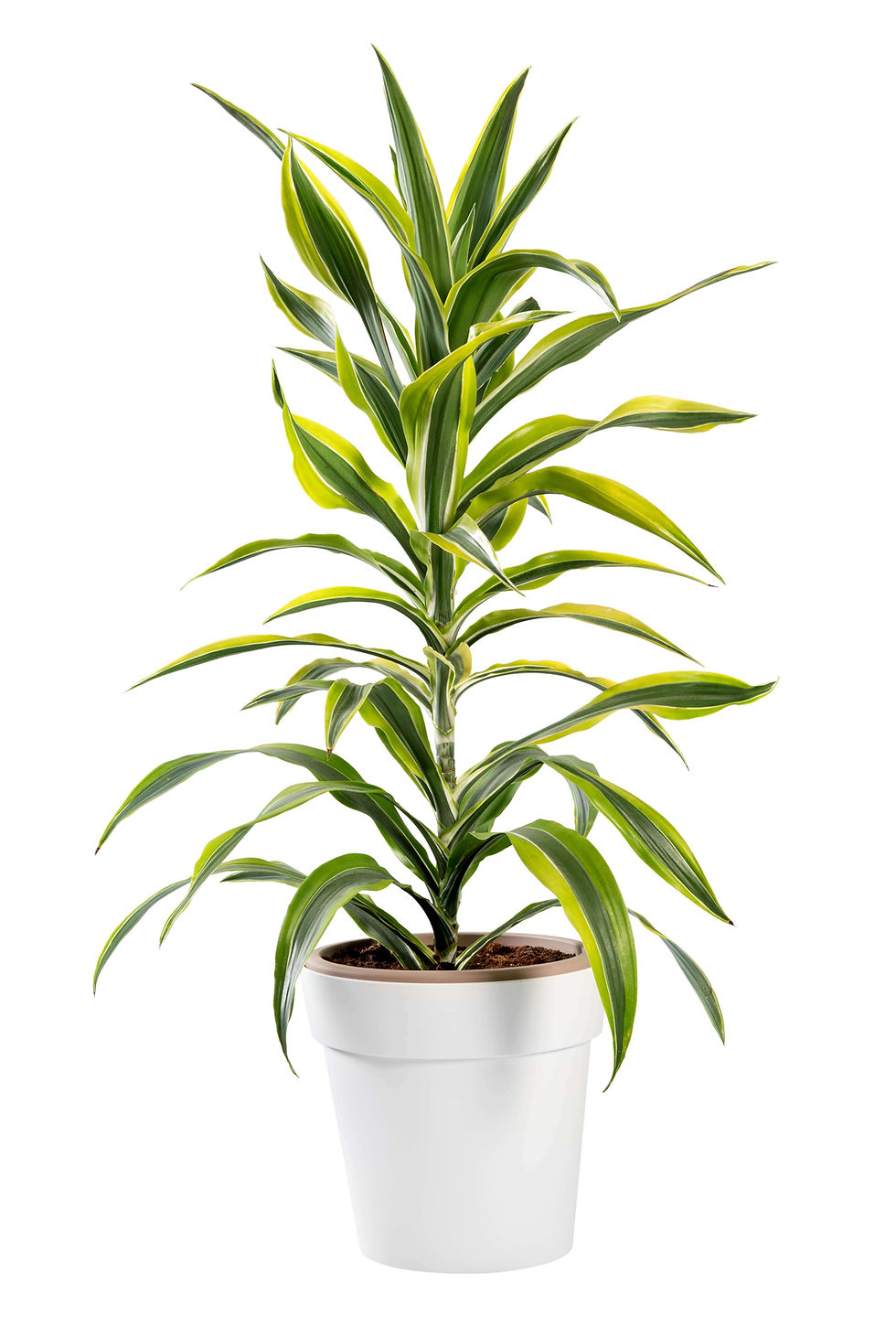 What is the Difference between Indoor And Outdoor Plants