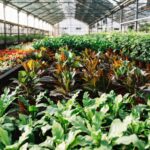 What to Do After Buying Outdoor Plants from Nursery