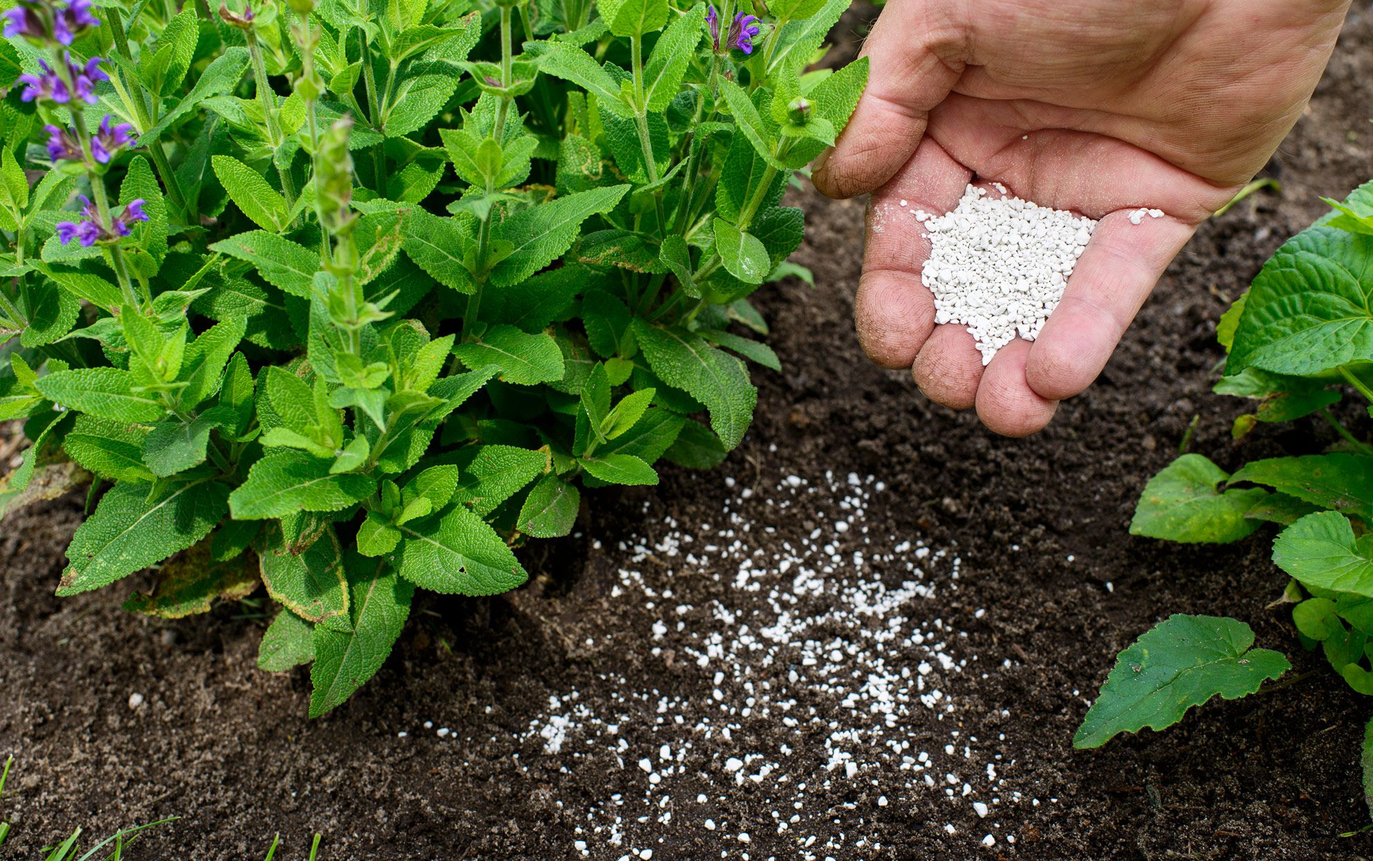 When is the Best Time to Fertilize Outdoor Plants