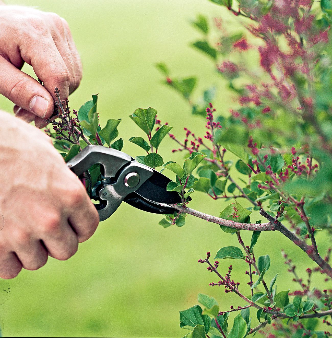 When is the Best Time to Prune Outdoor Plants