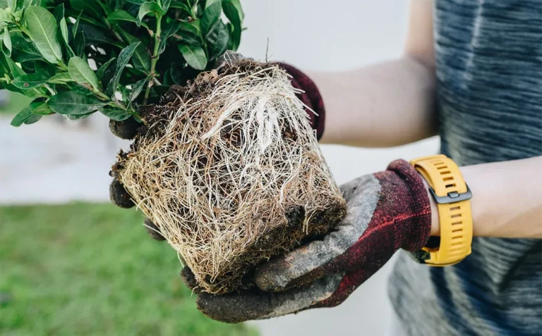 When is the Best Time to Repot Outdoor Plants