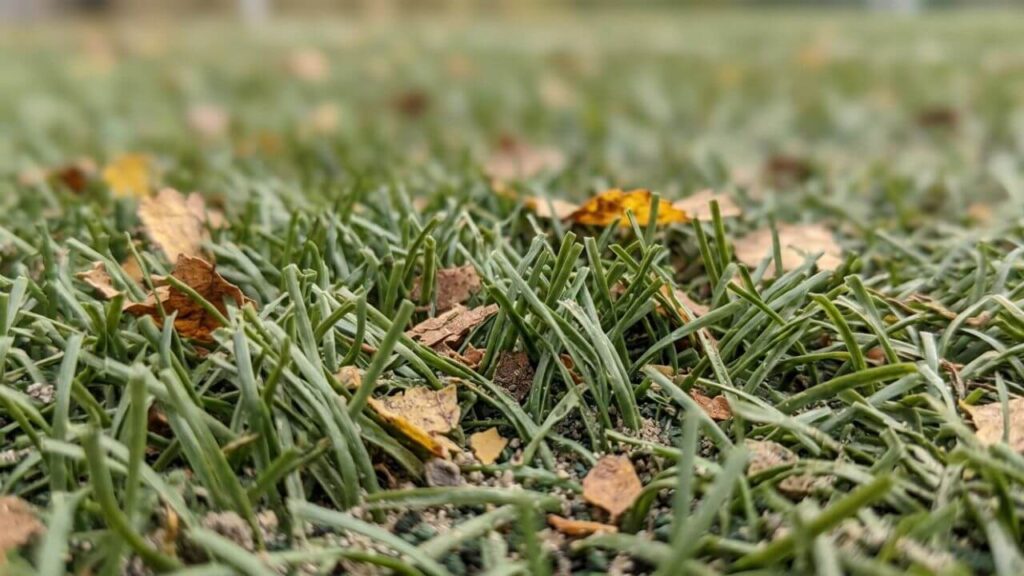 What are the Disadvantages of Artificial Grass