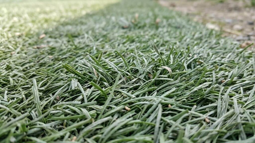 What are the Disadvantages of Artificial Grass