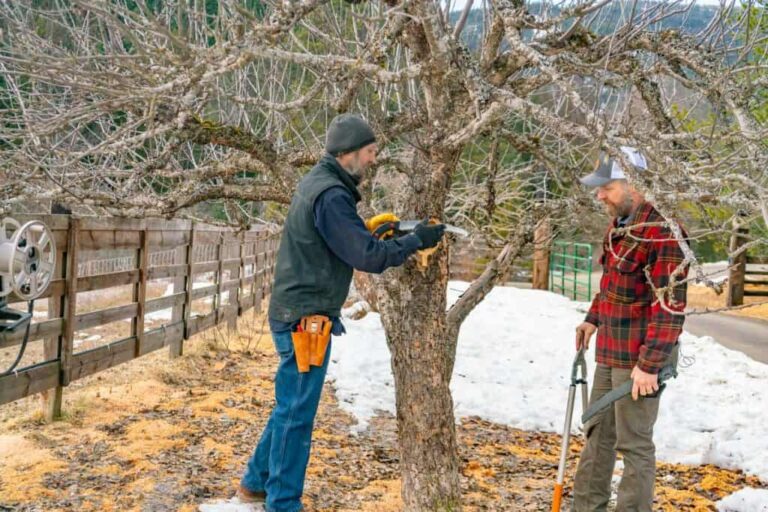 Choosing the Right Chainsaw for Pruning Fruit Trees